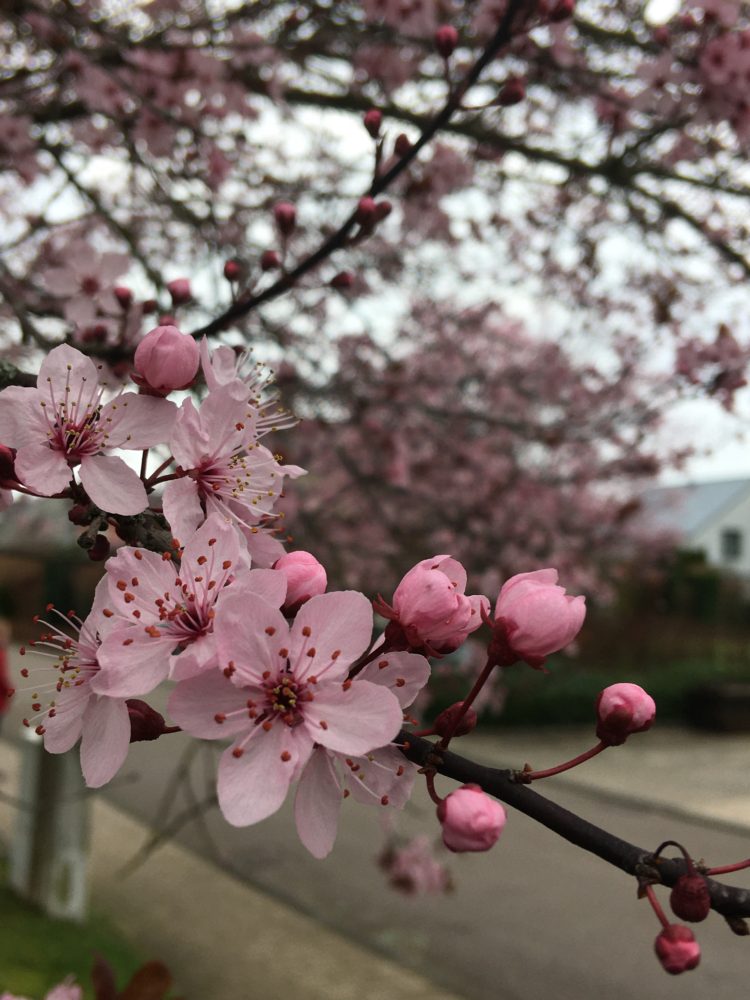 Magnolia Blossom