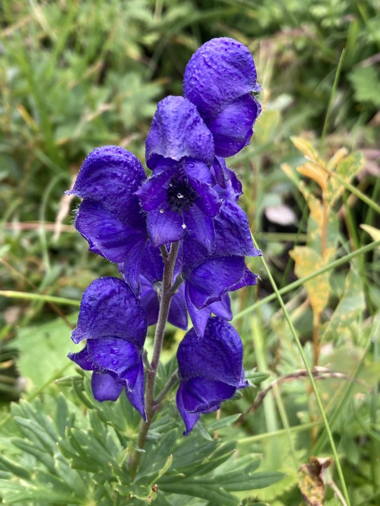 Mountain Flowers