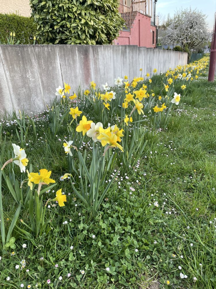 Remembering Spring with Flowers