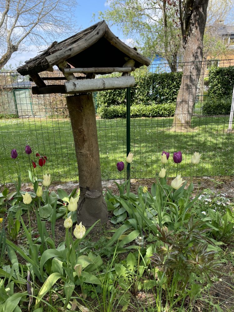 The Bird Feeder in Spring