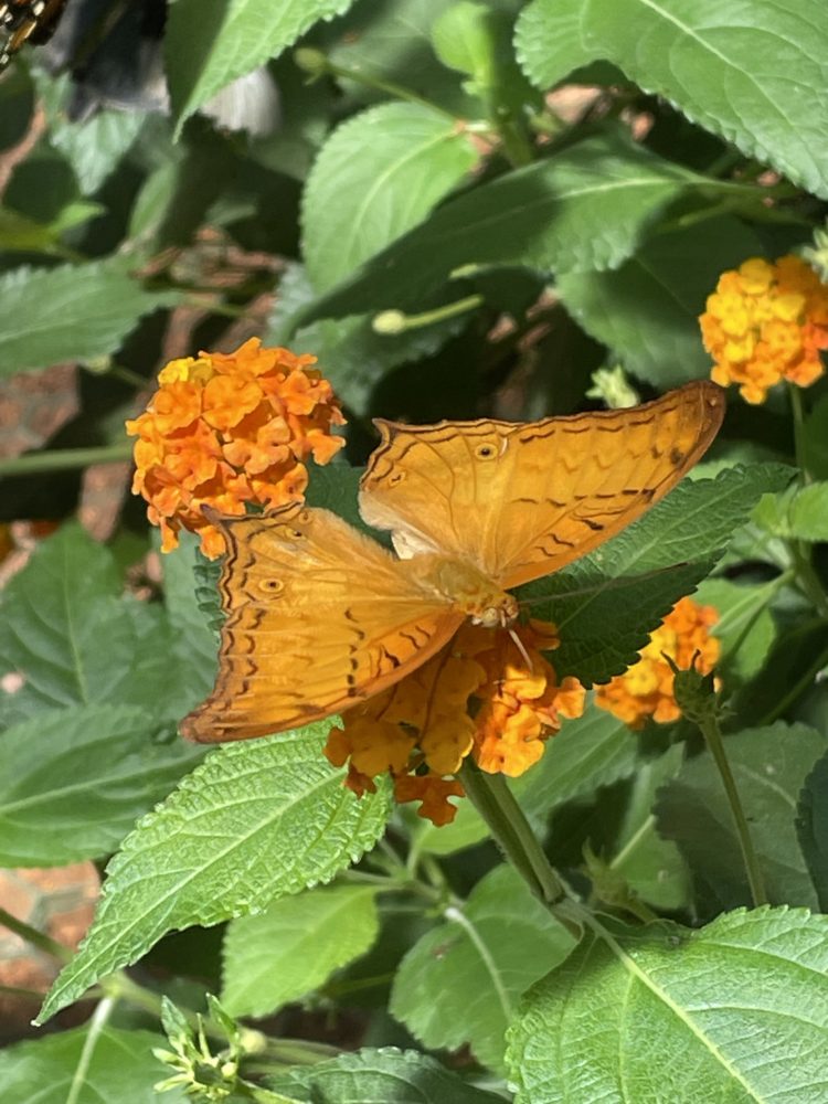 French Butterflies