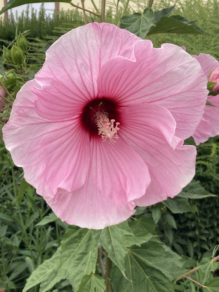 Sunshine Flowers