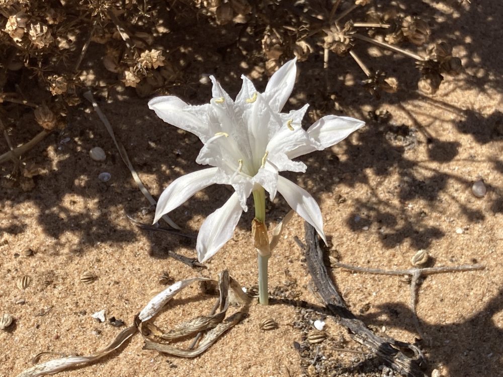 Flowers in Arid Nature