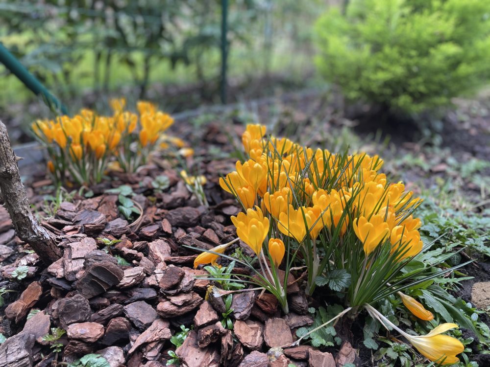 Spring Flowers