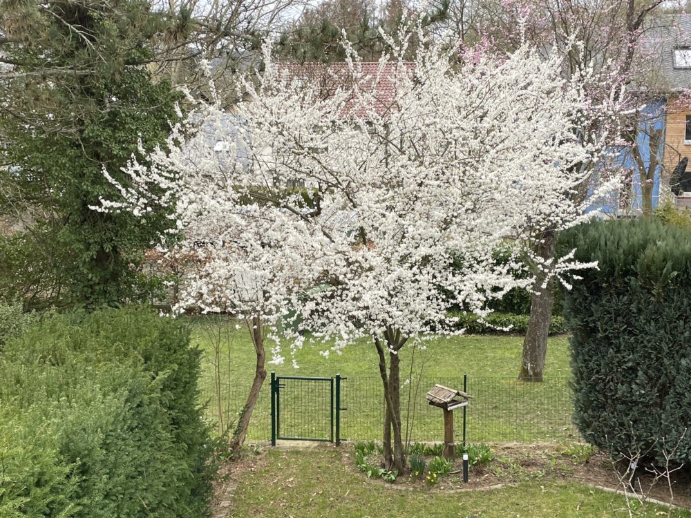 White Flowers