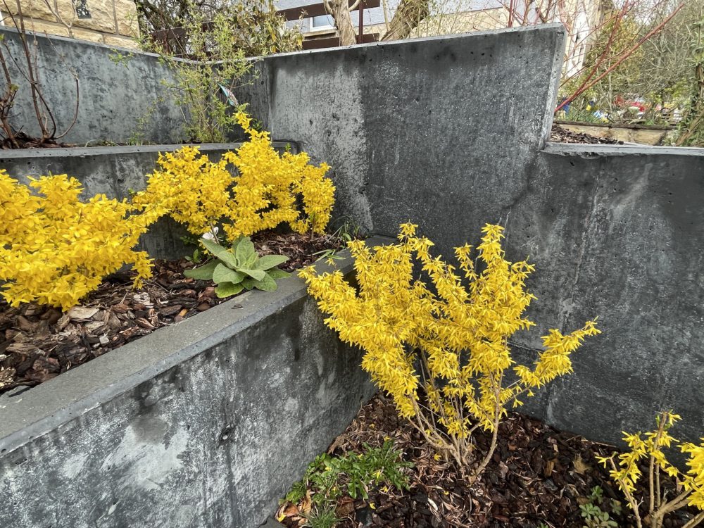 Yellow in Spring