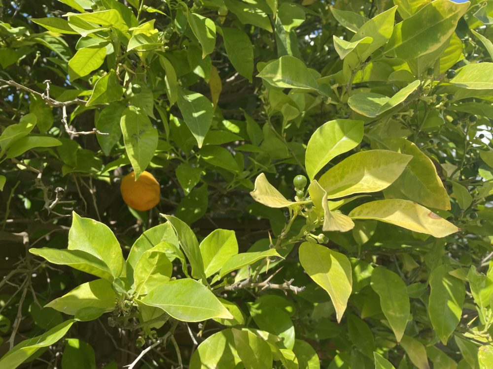 Under the Lemon Tree