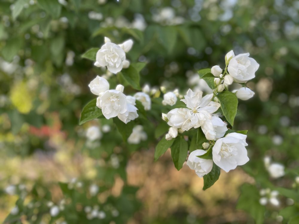 Summer Flowers