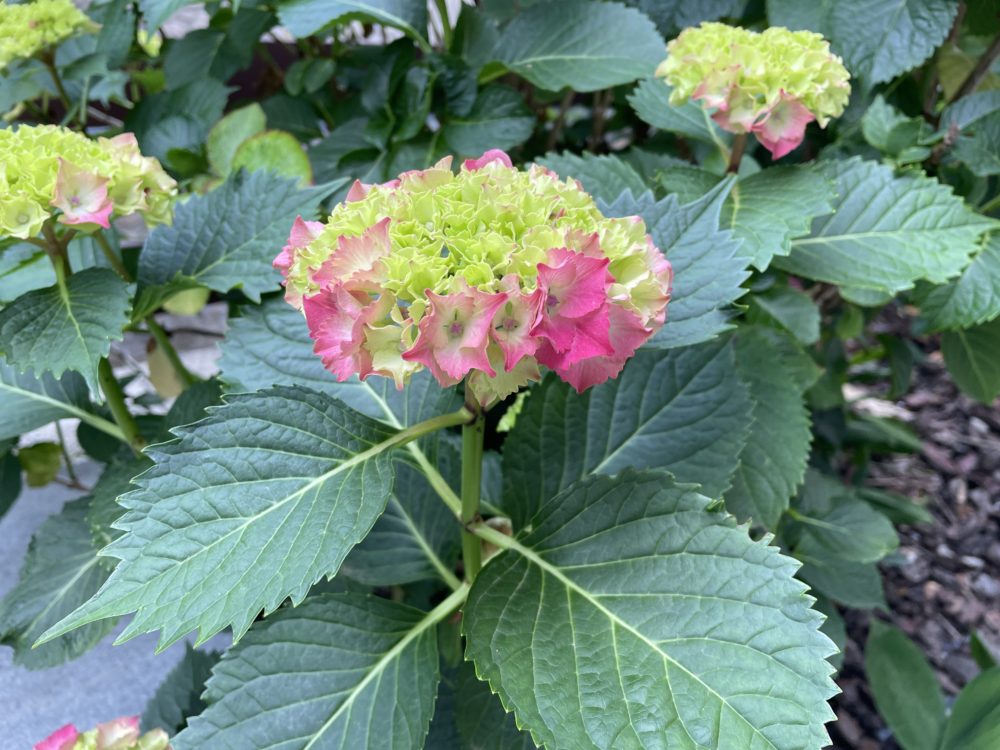 Hydrangeas in Blossom