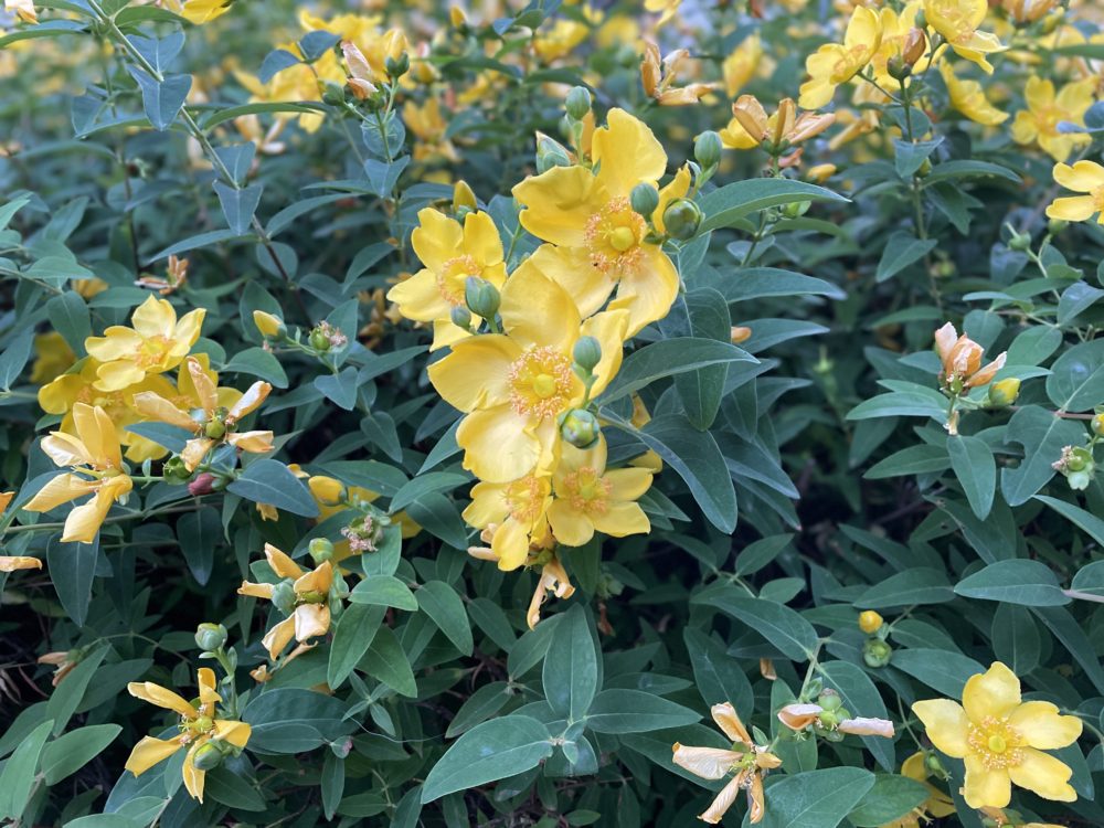 Summer Flowers