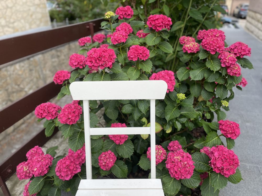 Hydrangeas: the Eye-catching Flowers