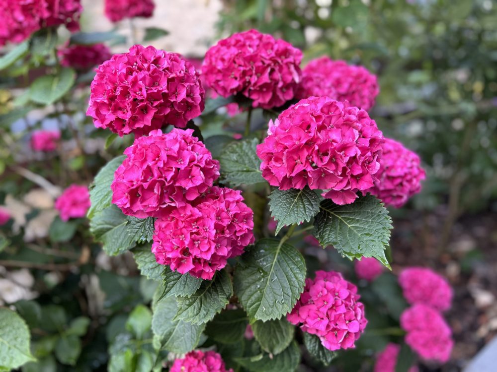 Hortensias