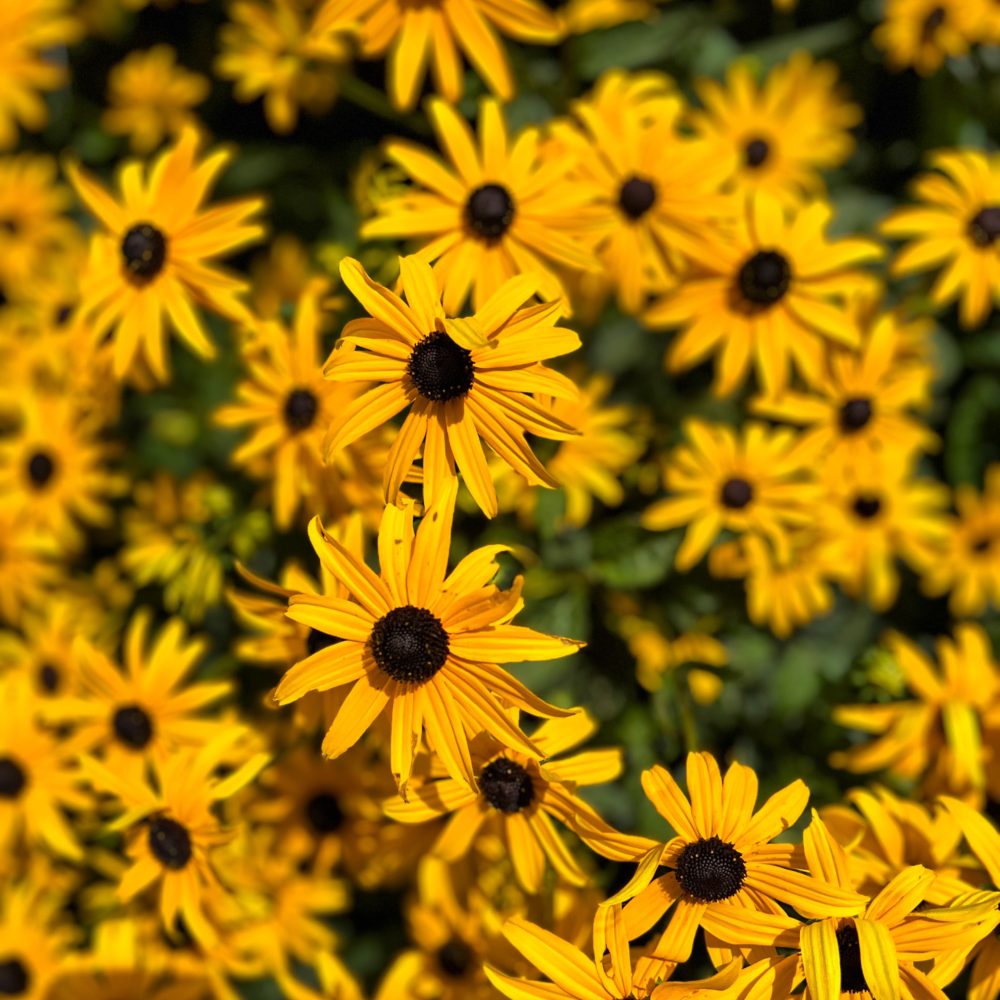 Yellow and Green: A Contrast of Joy and Wonder in a Flower Bouquet