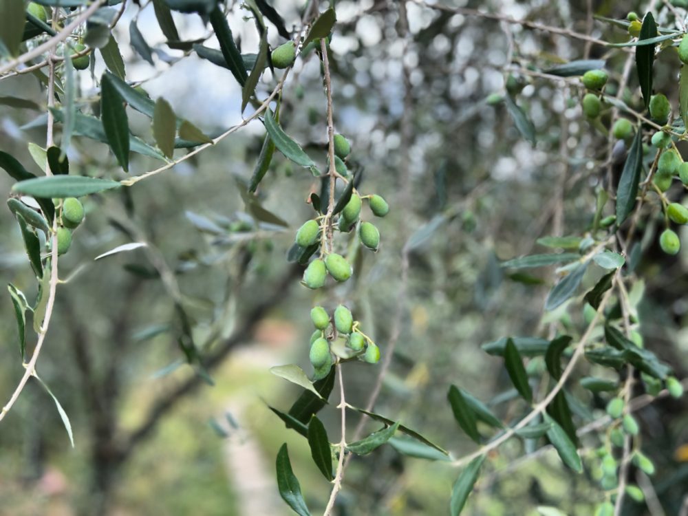 The Art of Olive Oil Production: From Tree to Bottle