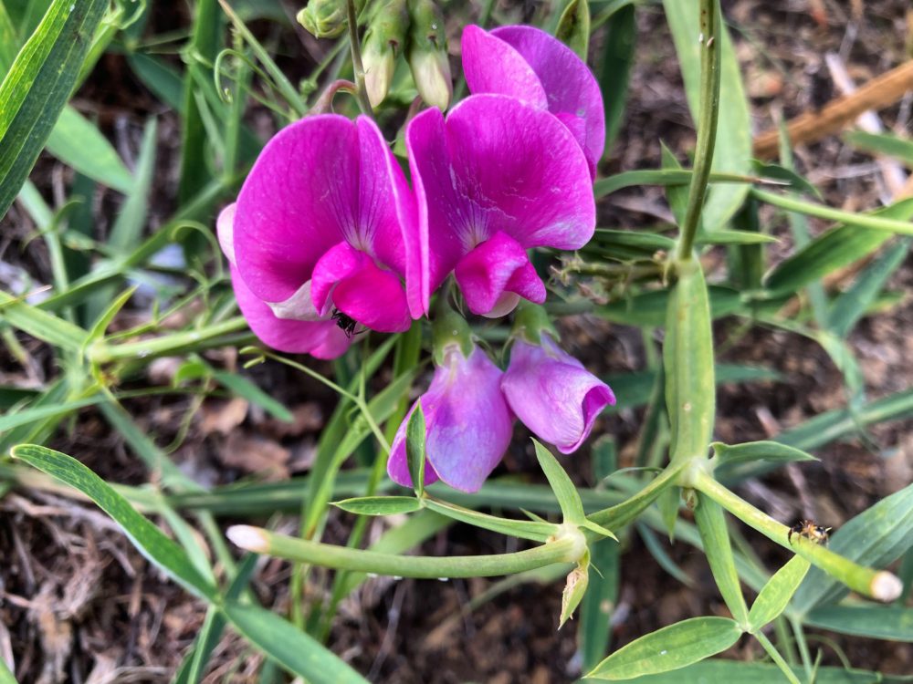 Blooms of the Mediterranean: A Kaleidoscope of Colors and Pollinator Charms