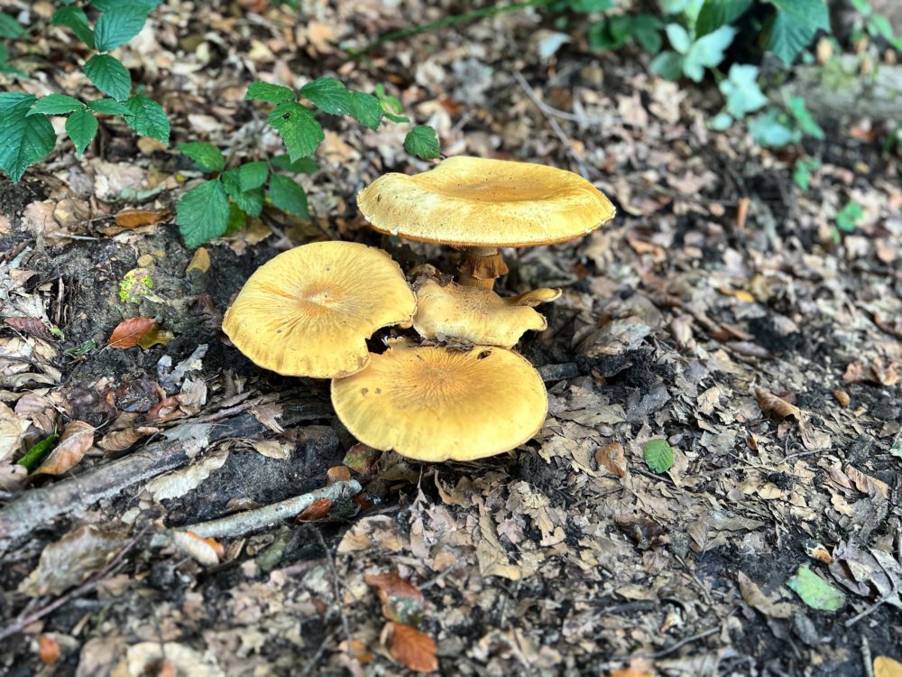 Secrets of the Forest Floor: Mushroom Hunting in Luxembourg