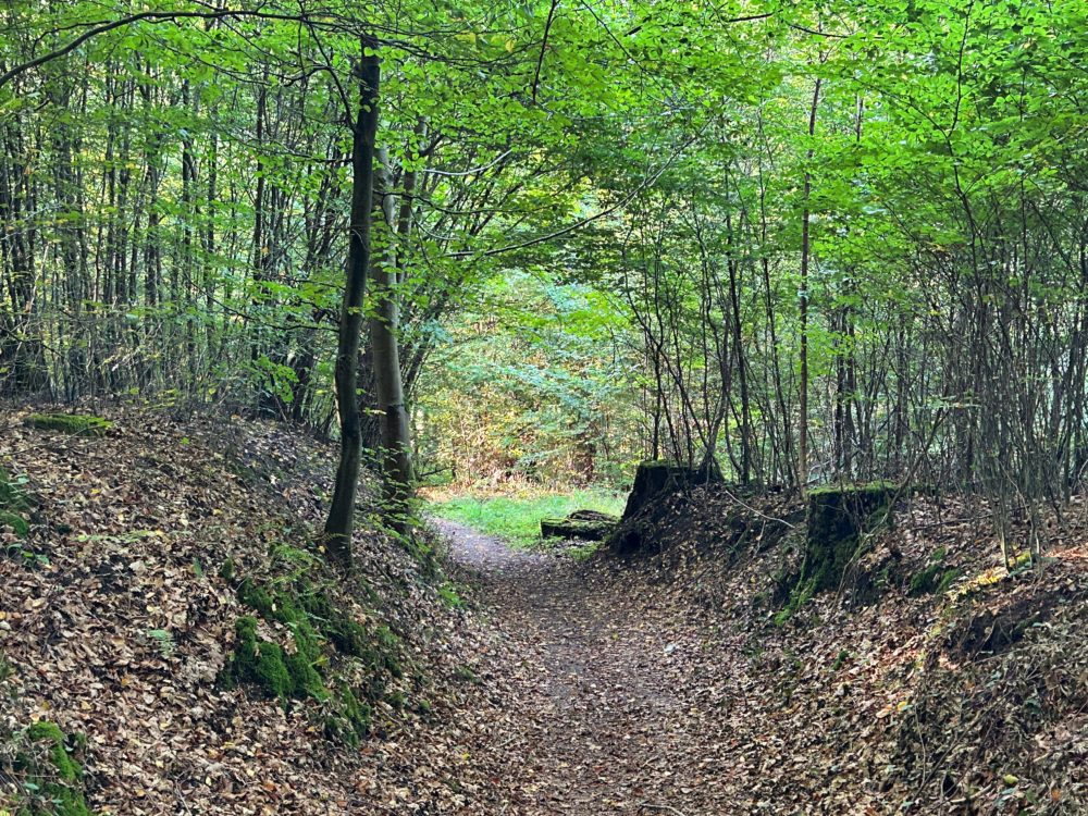 Whispers Among Leaves: The Hidden Conversations of Forest Trees