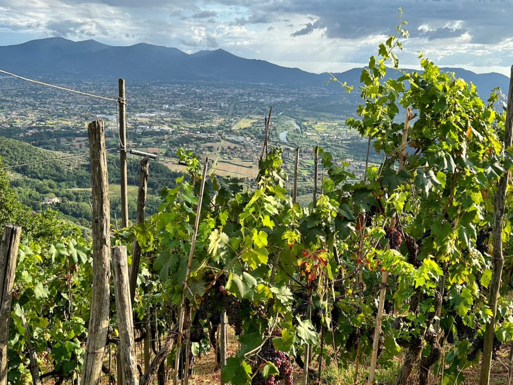 Tuscany’s Vinicultural Legacy: From Etruscan Origins to Organic Excellence