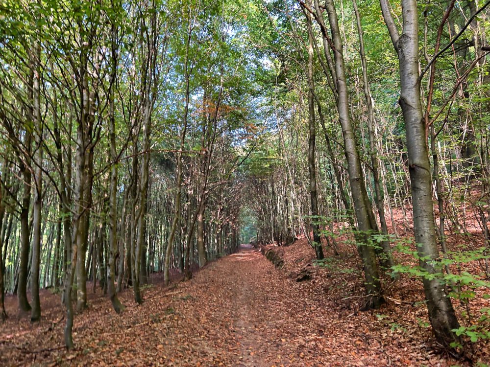 Autumn’s Palette: A Stroll Through Luxembourg’s Colorful Forests