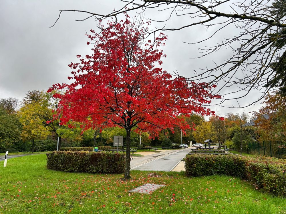 Autumn Vibes: A Tree That Reminds Me of Wine