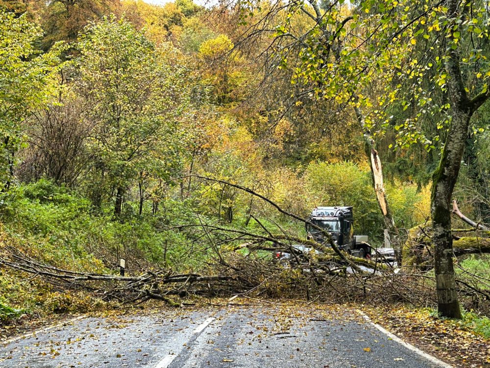 A Tree-mendous Obstacle on My Way Home