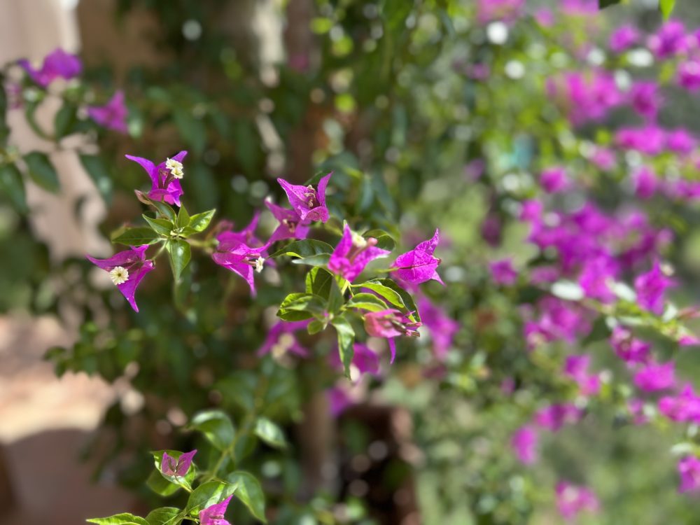 Let Mediterranean Flowers Brighten Up My Autumn Days