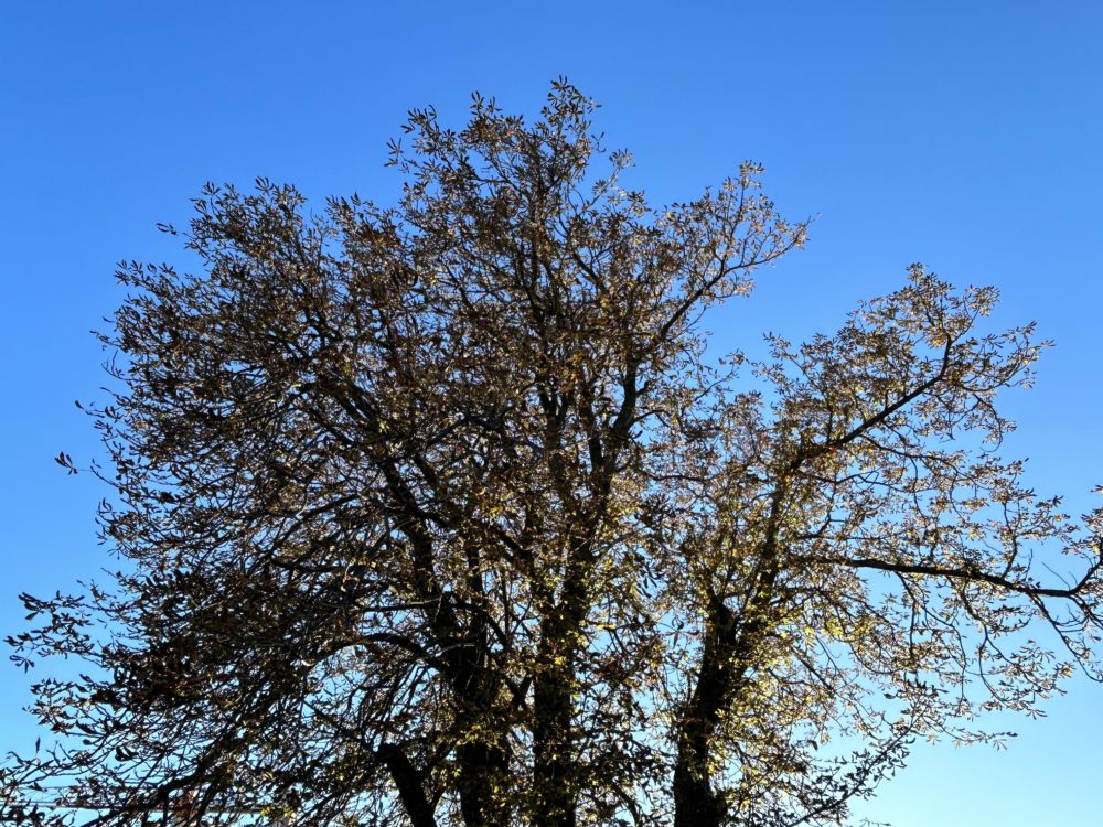 The Autumn Tree and the Blue Sky: A Stunning Contrast of Nature