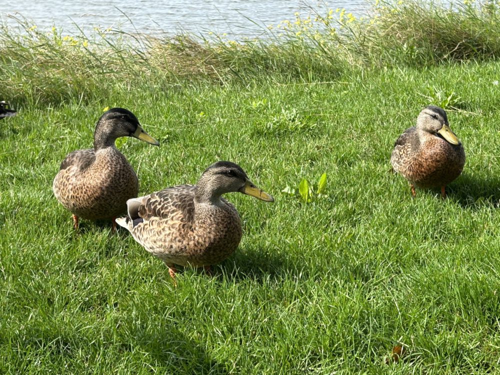 Ducks in the Port of Volendam: A Harmonious Coexistence with Nature and Humans