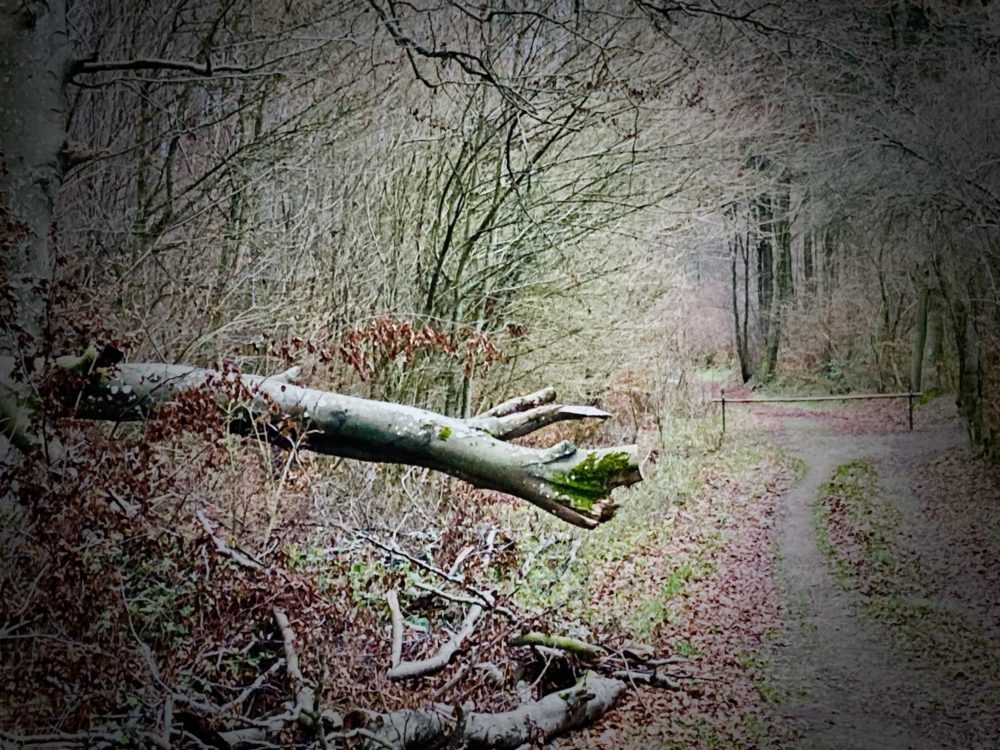 A Dragon in the Forest of Walferdange