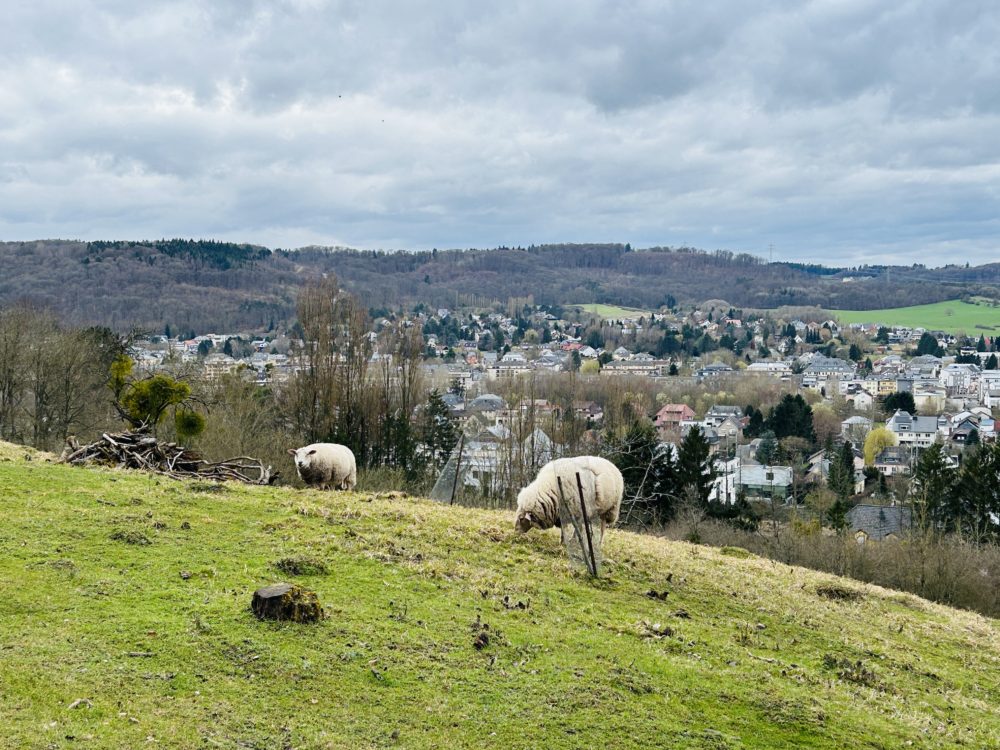 From Pastures to Plateaus: The Rich Tapestry of Luxembourg’s Farming