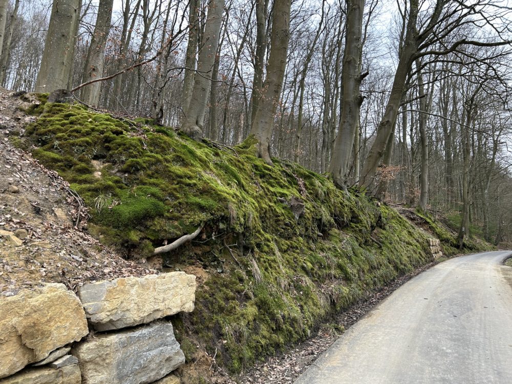 The Hidden Treasures of the Luxembourgish Forests: Mosses and Wood-Mosses