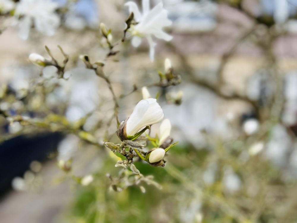 Spring’s First Blush: The Magnificent Magnolias