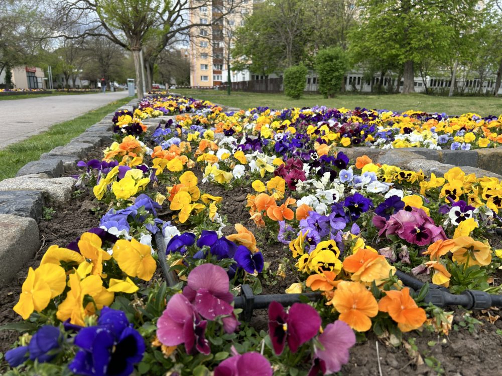 Embracing Nature in the Urban Jungle