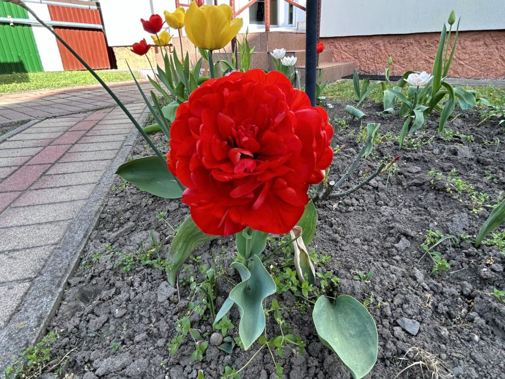 The Enchanting Peony-Flowered Tulips