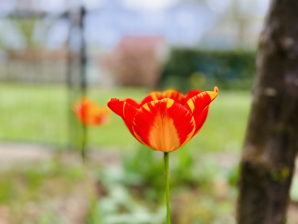 Orange Blossoms: Celebrating King’s Day in the Netherlands”