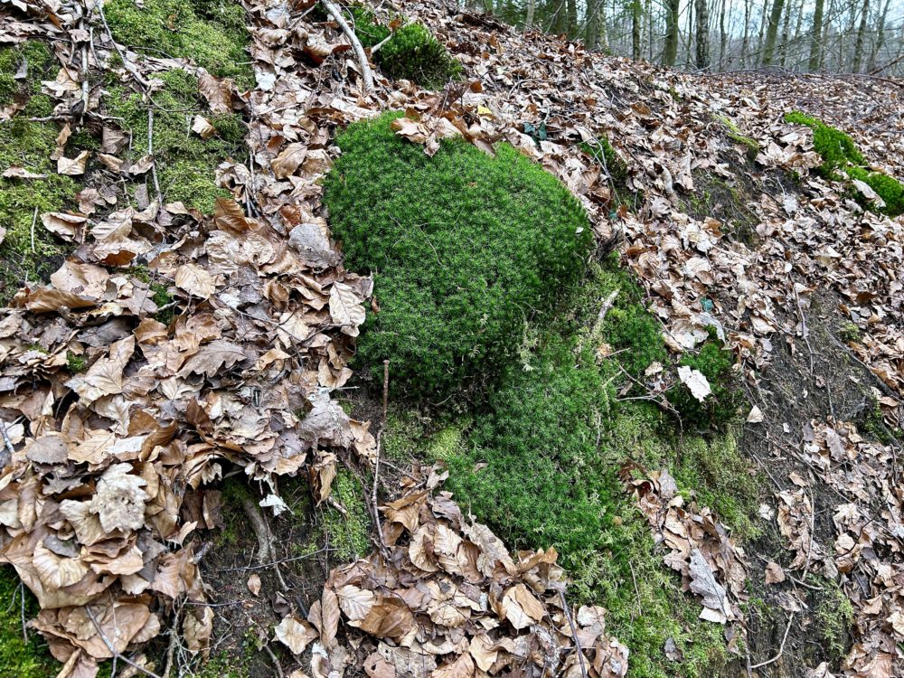 The Impessing Moss of Luxembourg’s Forests