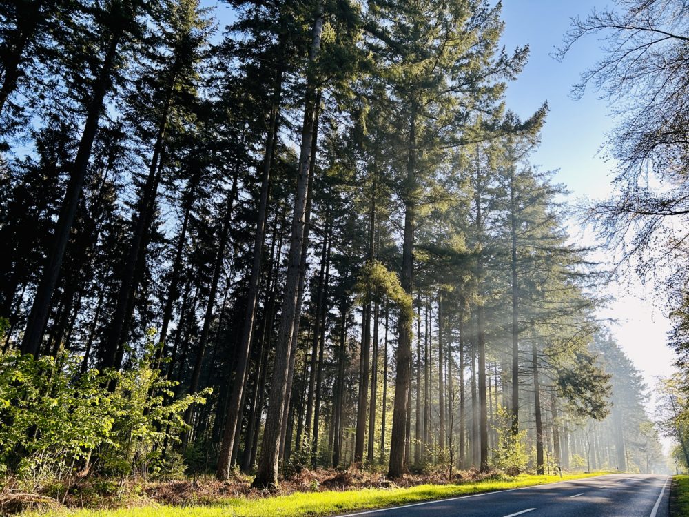 Springtime Splendour in Luxembourg’s forests