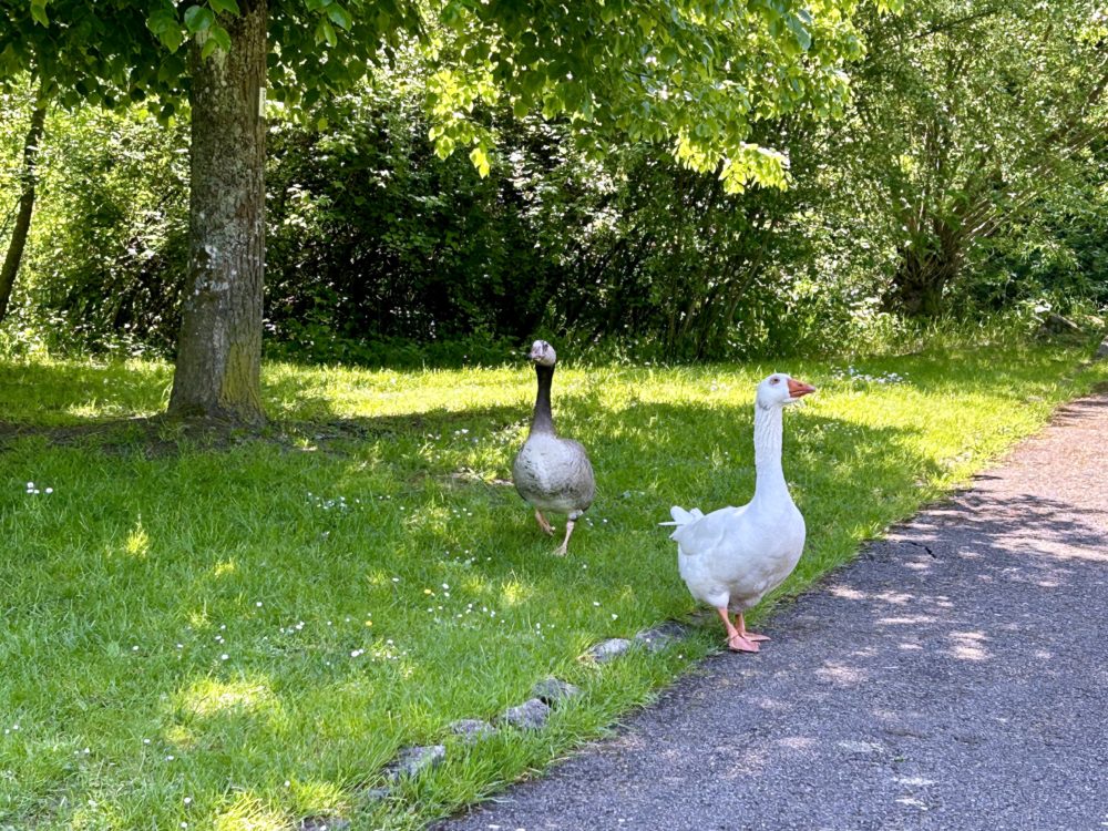 Echternach Lake’s Swans: A Winter Tale of Grace and Caution