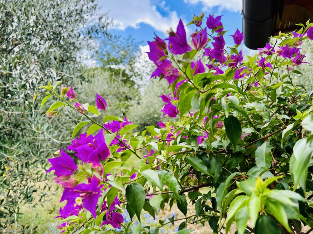 The Vivid Hues of Tuscany: A Mediterranean Summer’s Palette