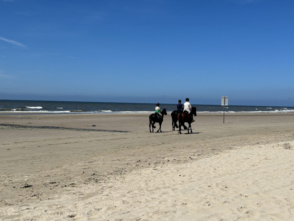 North Holland’s Coastal Charm: Endless Sands and Equine Friends