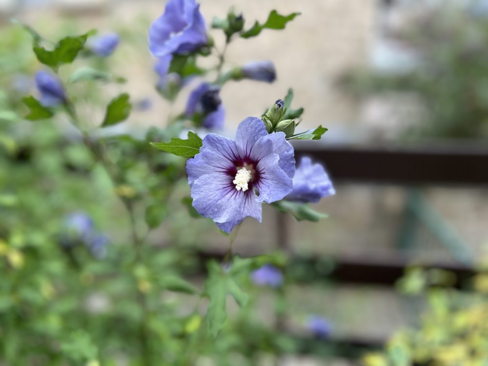 The Enchanting Mallow Flowers Flourishing in Luxembourg