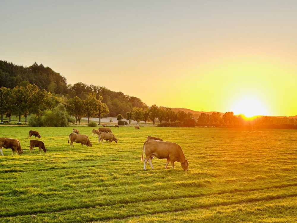 Discover the Tranquil Beauty of the Luxembourgish Countryside