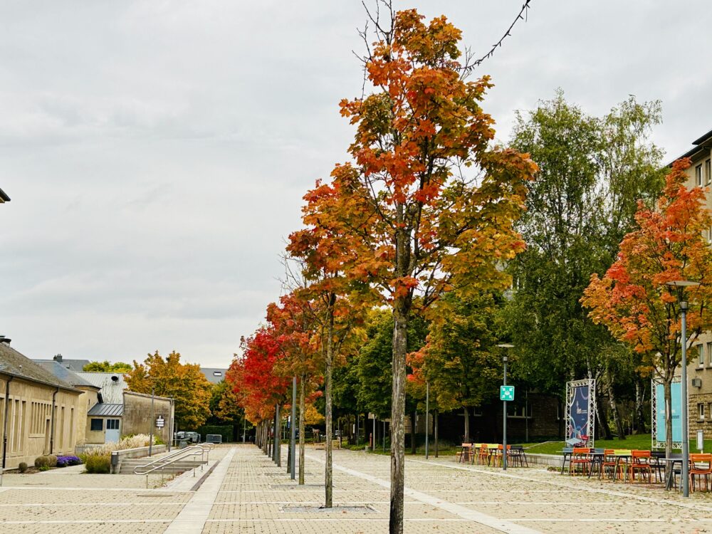 The Science Behind Autumn’s Colourful Transformation