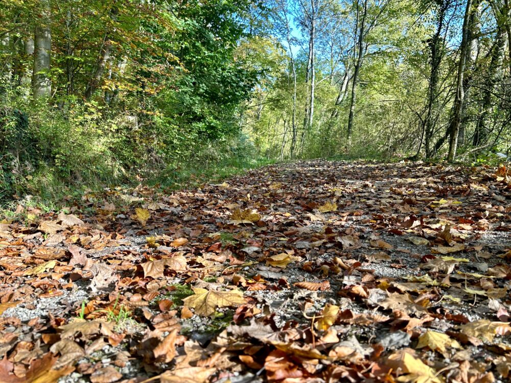 A Symphony of Autumn: The Forest in Luxembourg