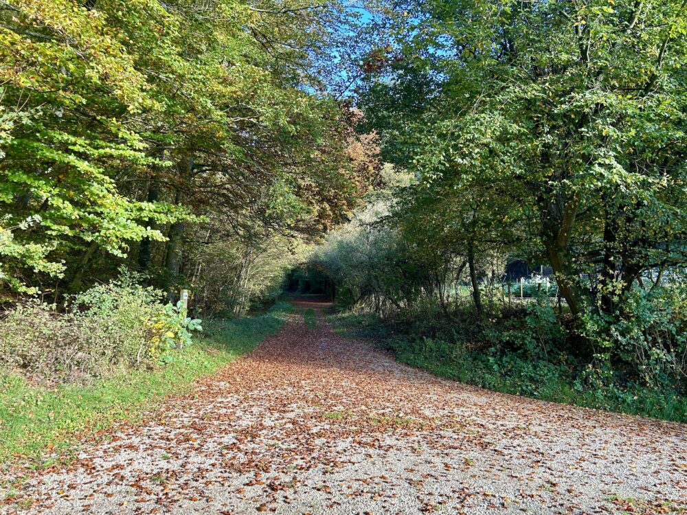 Autumn’s Embrace in Walferdange Forest