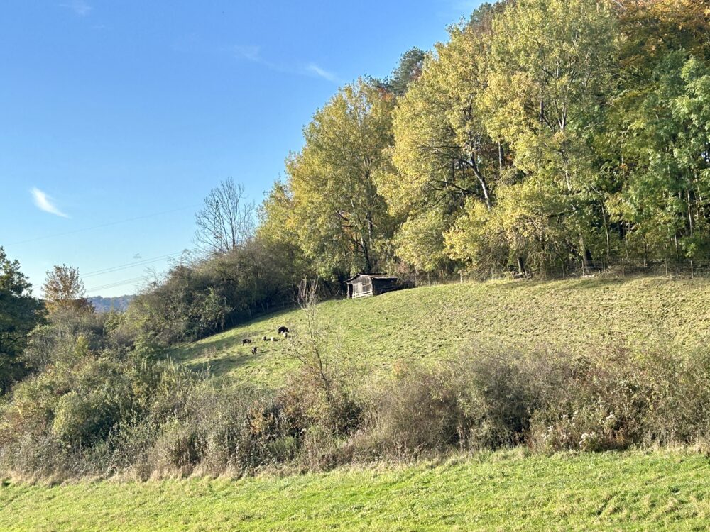 The Changing Nature of Luxembourgish Forests: A Blend of Beauty and Utility