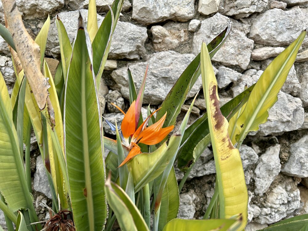 Blooming Beauty: A Touch of Madeira in the South of France