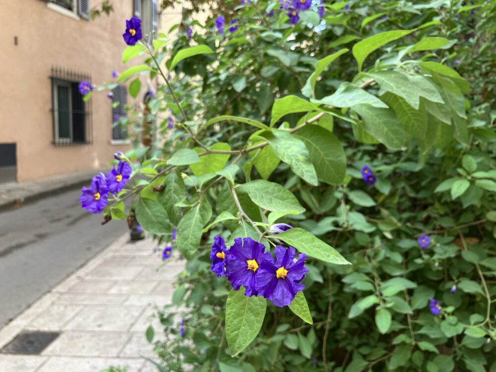 Mediterranean Magic: The Colours of Southern Europe’s Flora