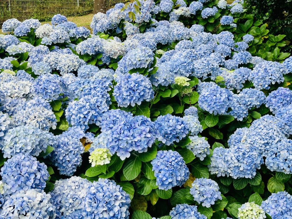 Madeira’s Blue Hydrangea Paradise