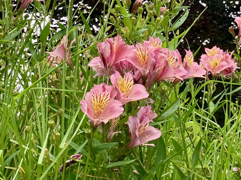 Blossoming Beauty: The Peruvian Lily
